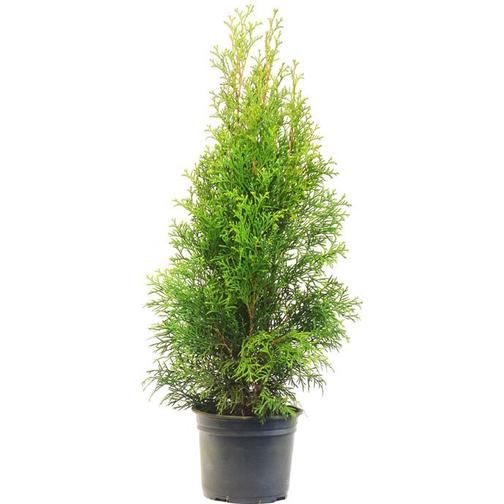 Thuja Brabant 50-60cm