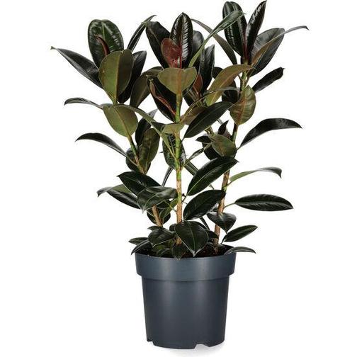 Plantagen Ficus 'Melany'