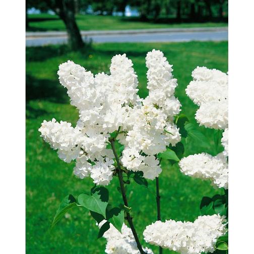 Syringa Vulgaris Alba