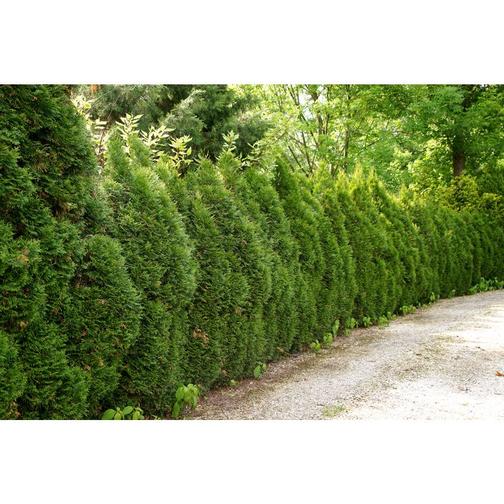 Thuja Brabant 50-60cm