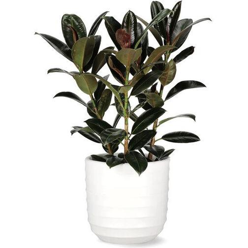 Plantagen Ficus 'Melany'