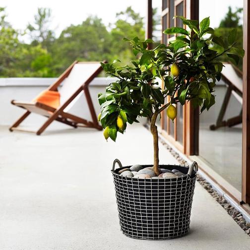 Korbo Planting