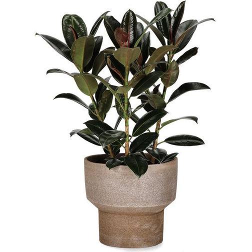 Plantagen Ficus 'Melany'