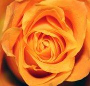 Kärleksblommor Orange Rose Snittblommor