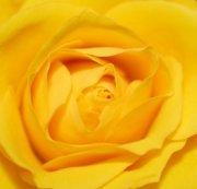 Kärleksblommor Yellow Roses Snittblommor