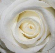 Kärleksblommor White Rose Snittblommor