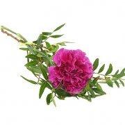 Blommor till begravning & kondoleanser Funeral Hand Flower With A Cerise Lång bukett