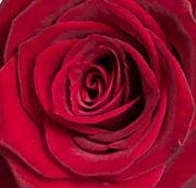 Kärleksblommor Red Rose Snittblommor