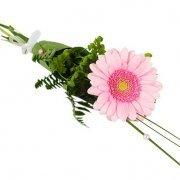 Blommor till begravning & kondoleanser Handcuff with a Pink Germini Lång bukett