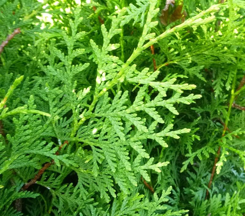 Thuja Brabant