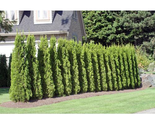 Tuja Thuja occidentalis 'Smaragd' 50-70cm