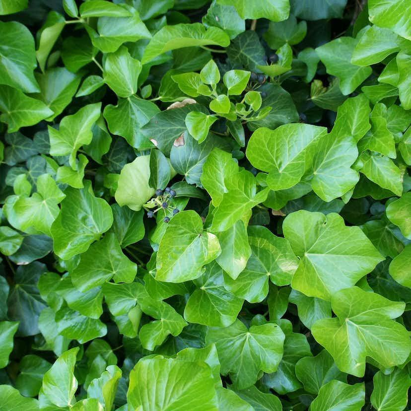 Hedera hibernica, co, 20-p