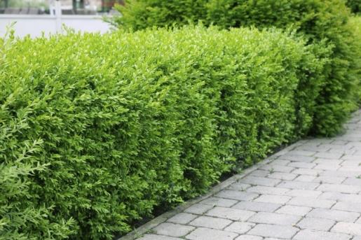 Ligustrum Vulgare