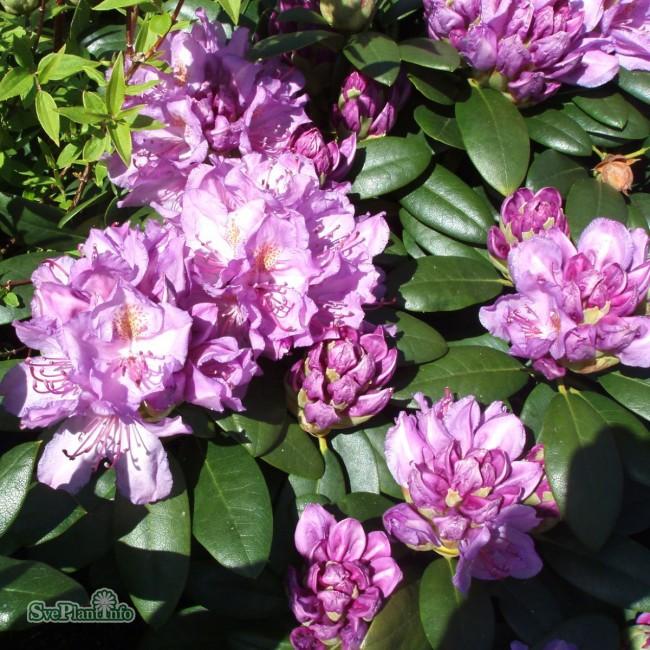 Rhododendron Catawbiense Grandiflorum