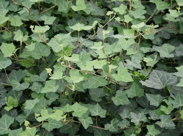 Hedera Hibernica