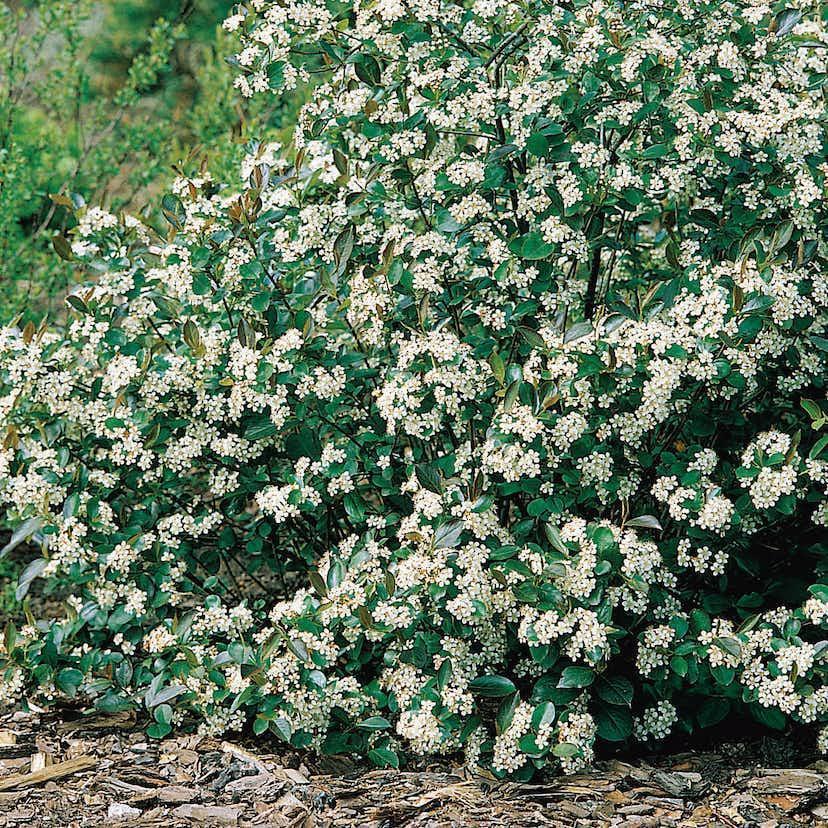 Aronia melanocarpa 'Hugin', co, 20-p