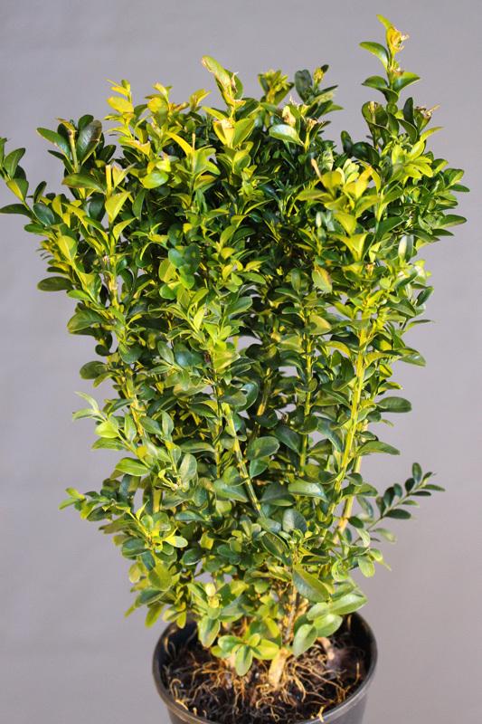 Boxwood Buxus Sempervirens